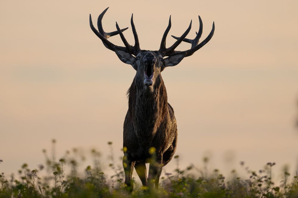 Photograph by Kreicbergs Maris