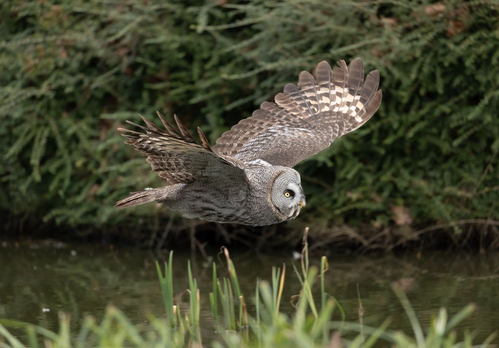 Great Grey Owl