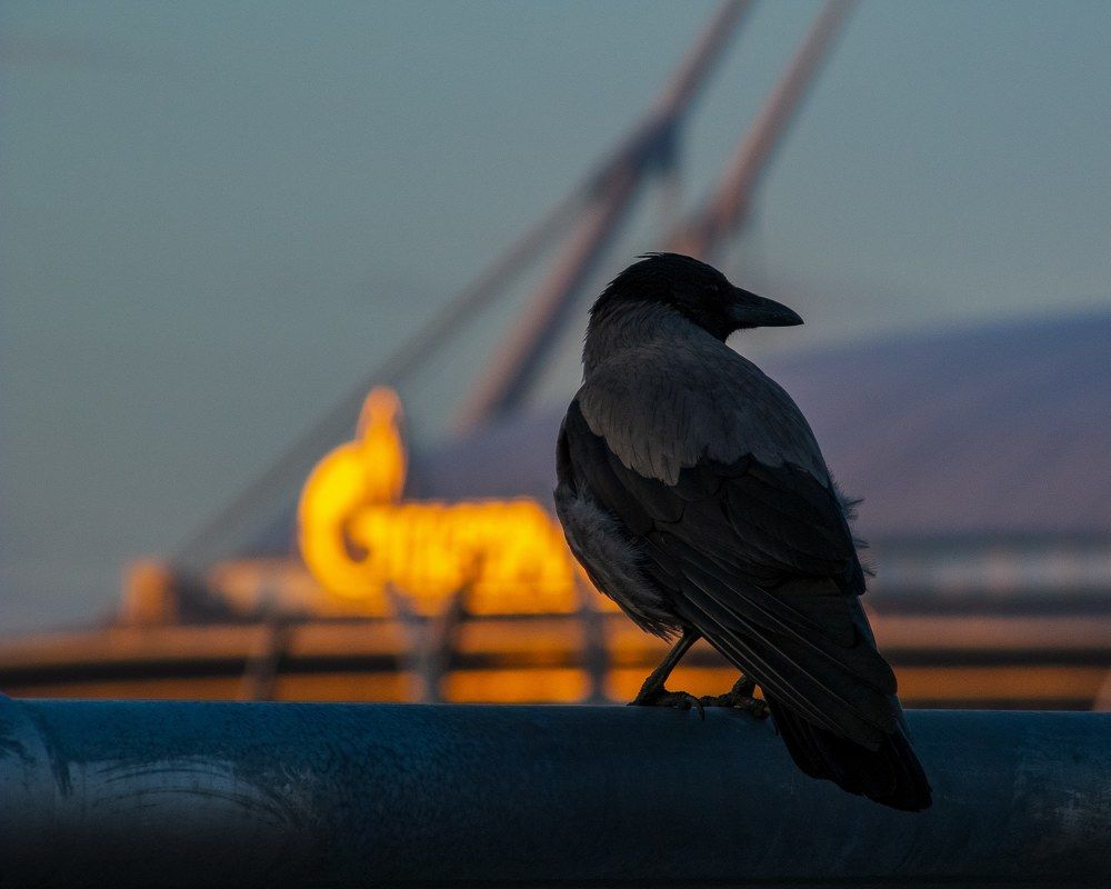 Photograph by Михаил Мирущенко