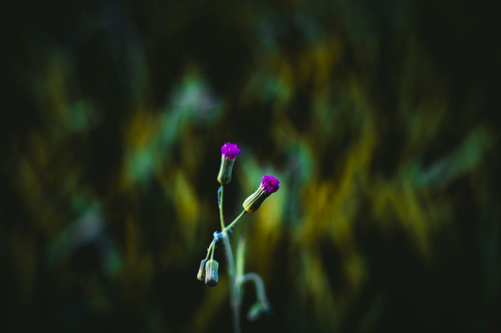 surreal beauty of nature