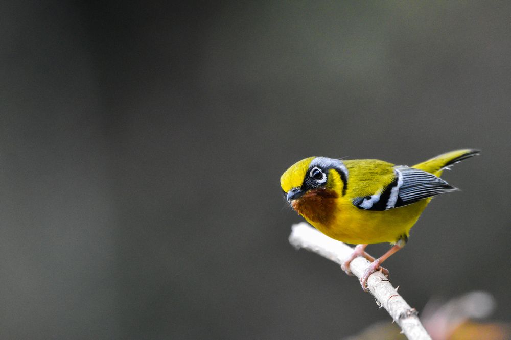 Photograph by Kinlay Tshering Dorji