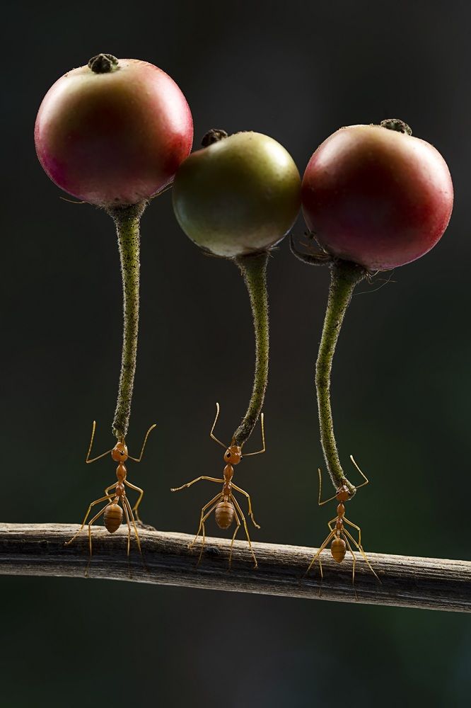 Photograph by Dikye Ariani