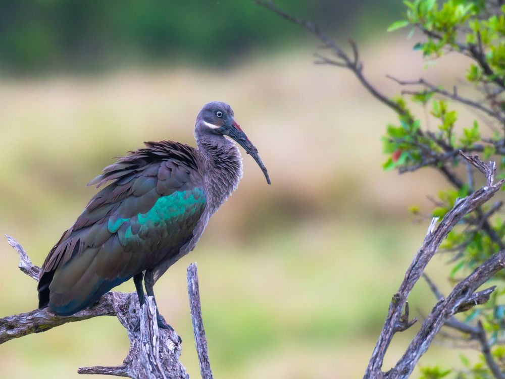 Фотография автора Hari Govindarajulu