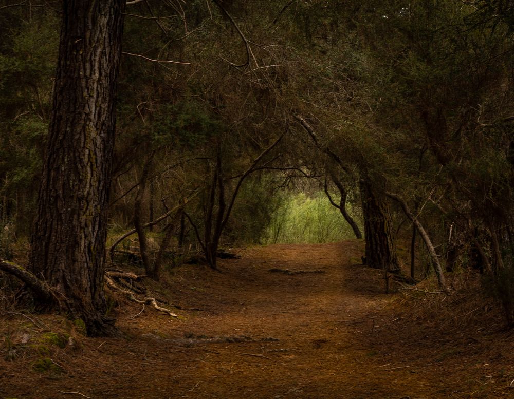 Photograph by David Cottee