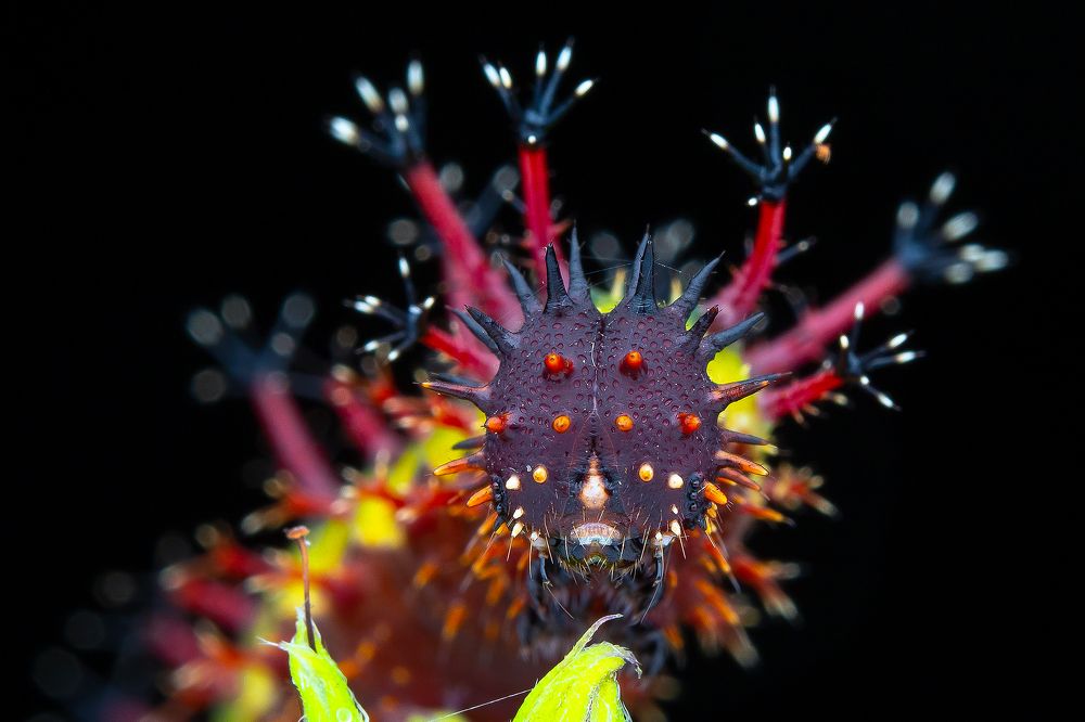 Photograph by Marcus Kam