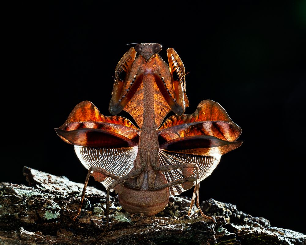 Photograph by Marcus Kam