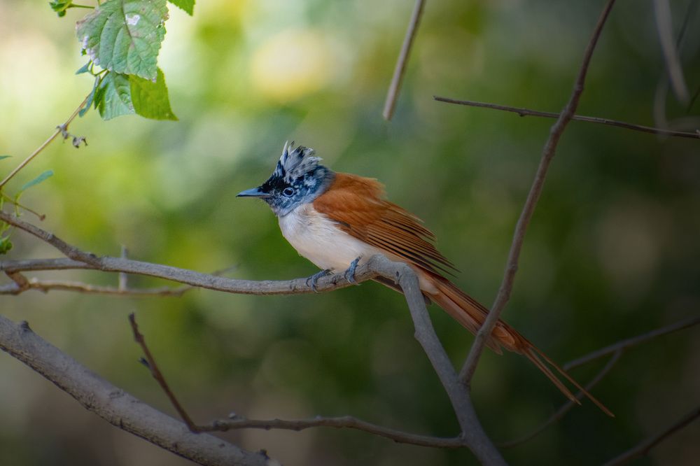 Photograph by Chaitanya Dudhalkar