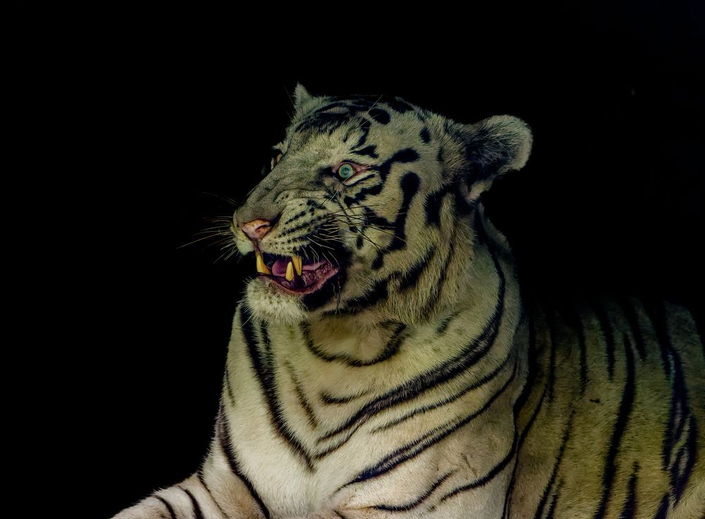 White Tiger