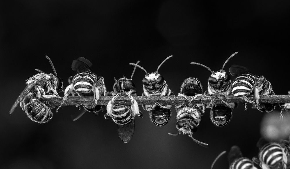 Photograph by Marcus Kam