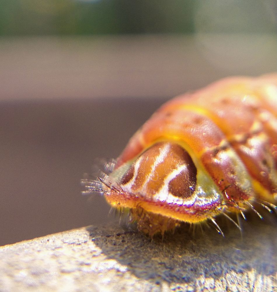 Photograph by Sajal Menon