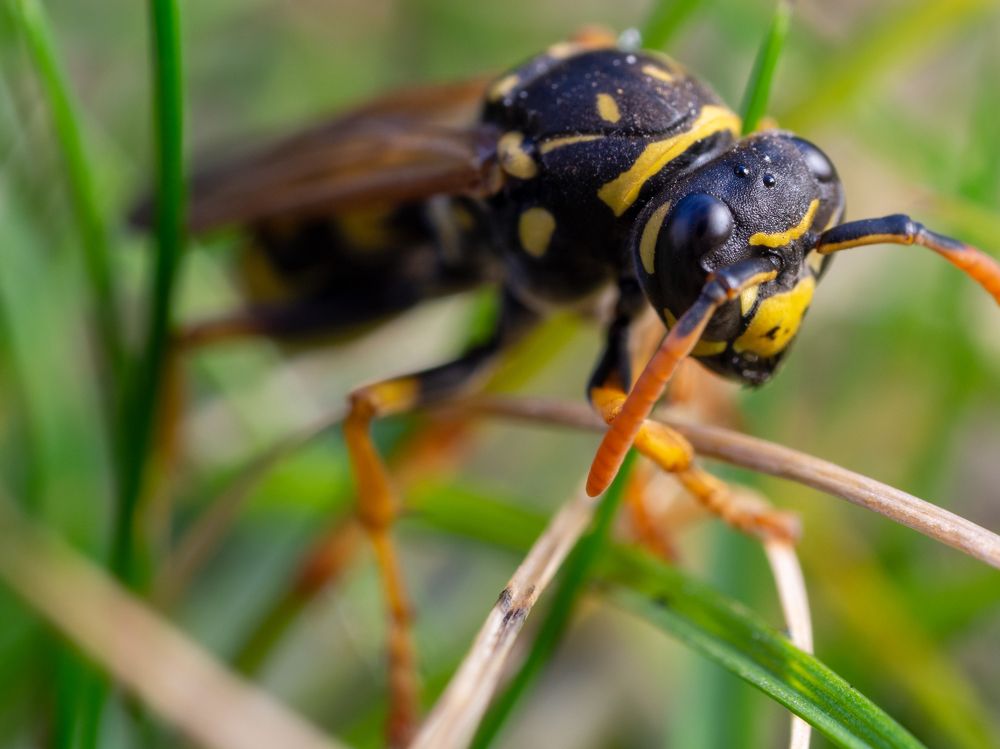 First wasp of the year