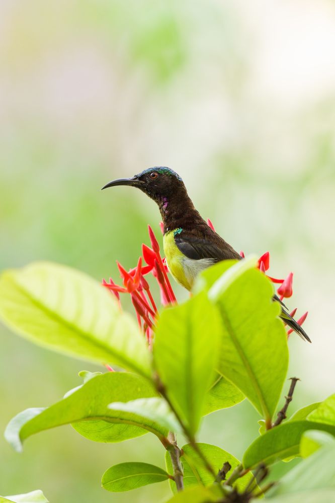 Photograph by Abhishek Sriramula