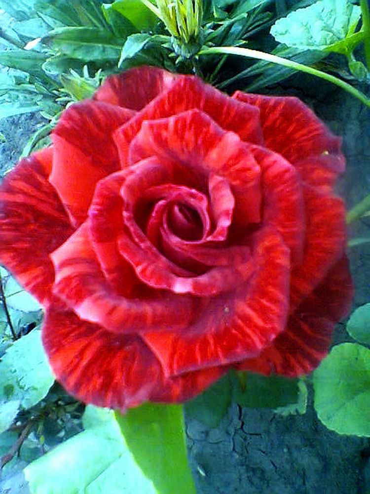 Photograph by Нина Мехнина