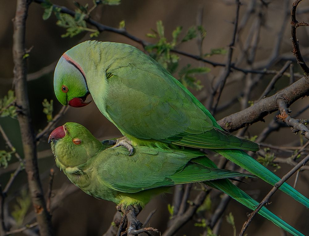 Parakeets mating passionately