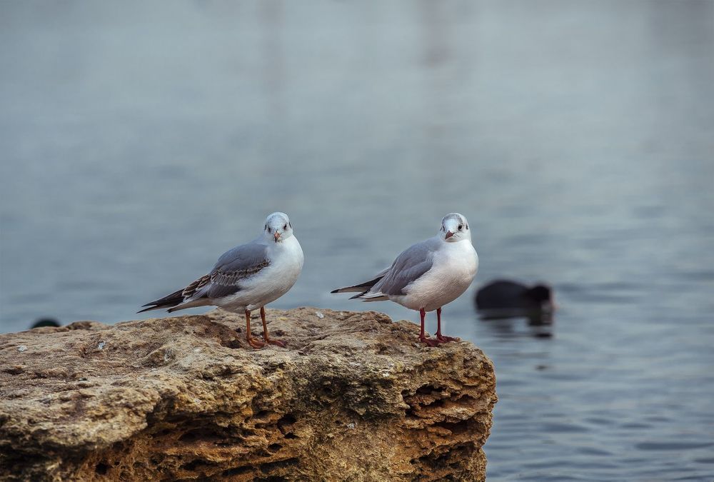 Фотография автора Ольга Коваленко