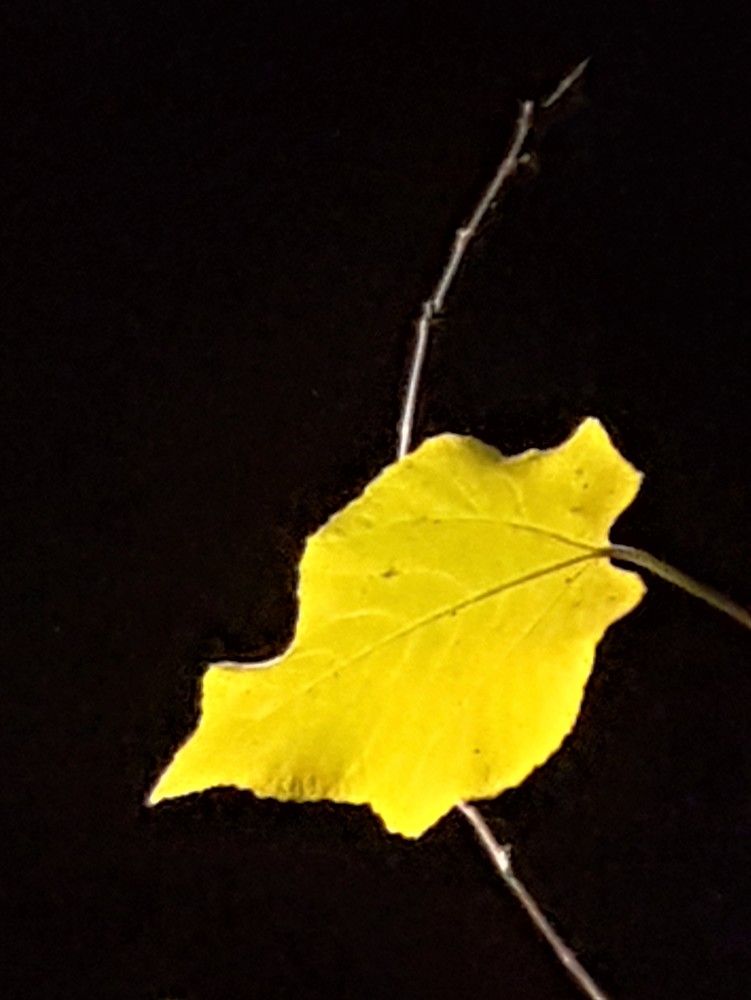 Фотография автора Ася Бабушкина