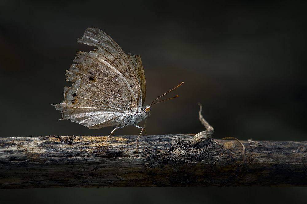 Photograph by QuocToan Nguyen