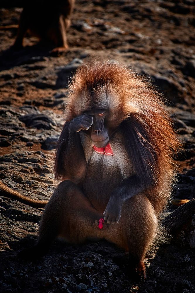 Shame Shame Gelada