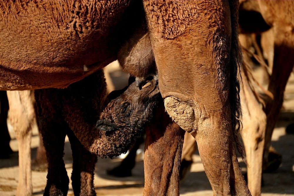 Фотография автора Ahmad Alhussaini