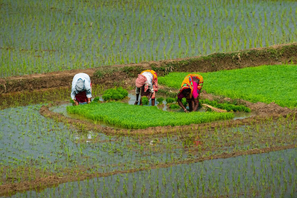 Photograph by Anirban Pan