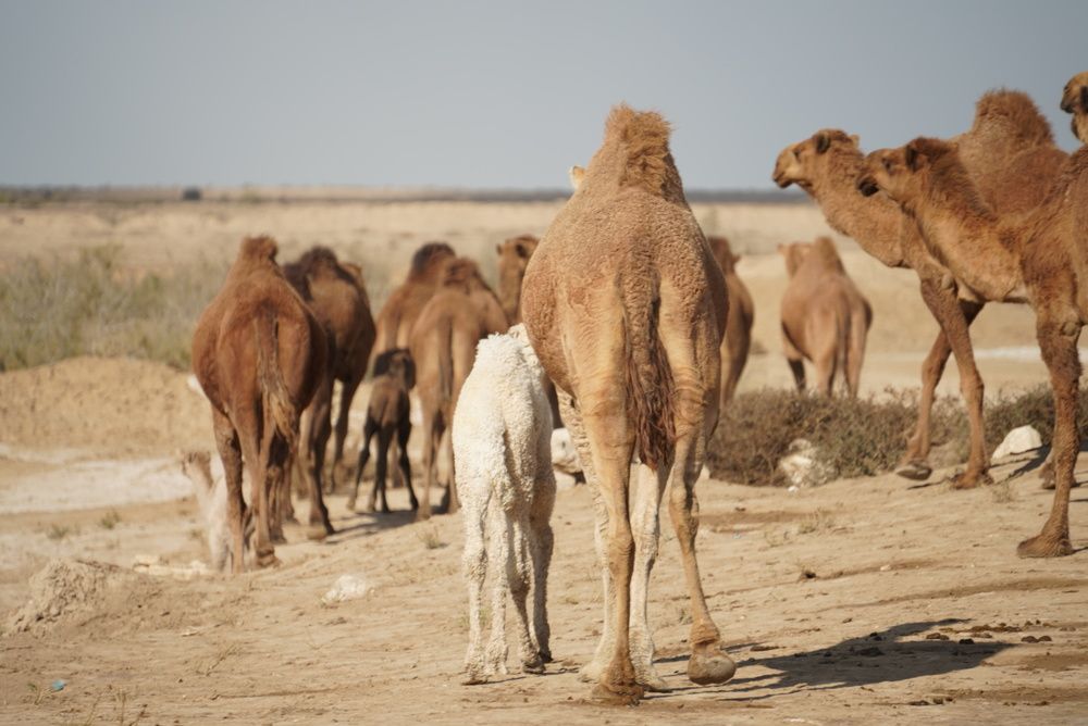 Фотография автора Ahmad Alhussaini