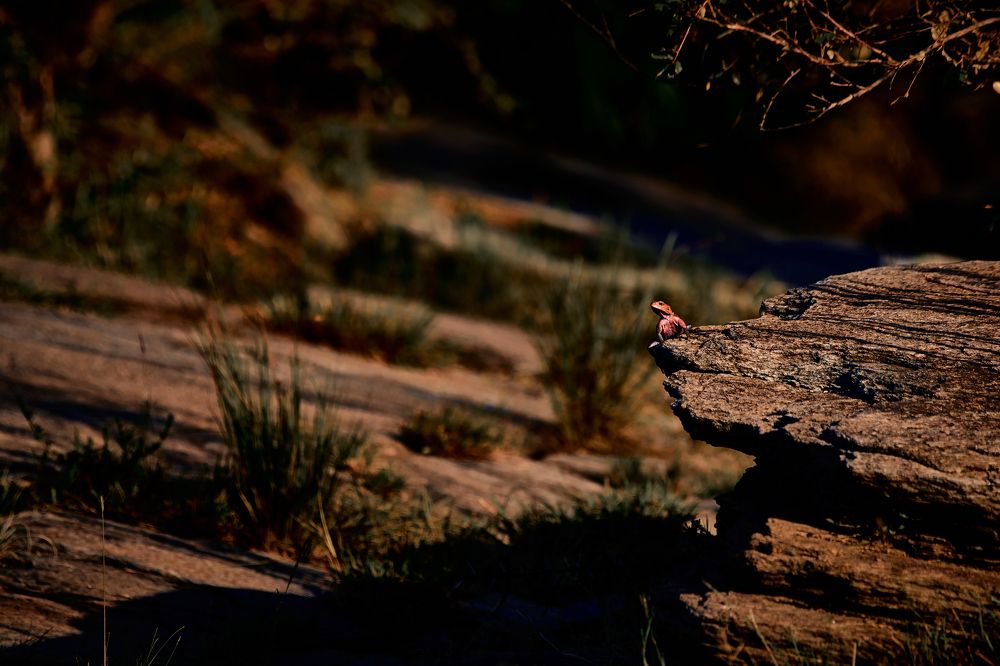 Photograph by Kamal Bownaan