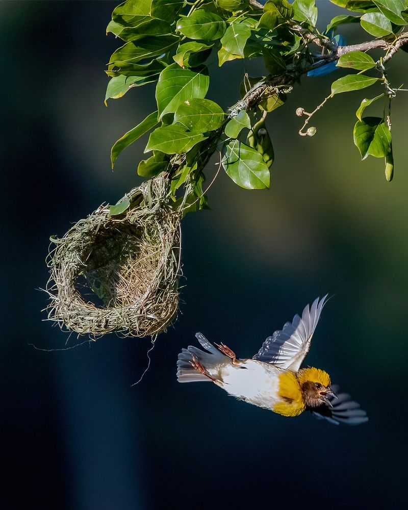 Baya Weaver