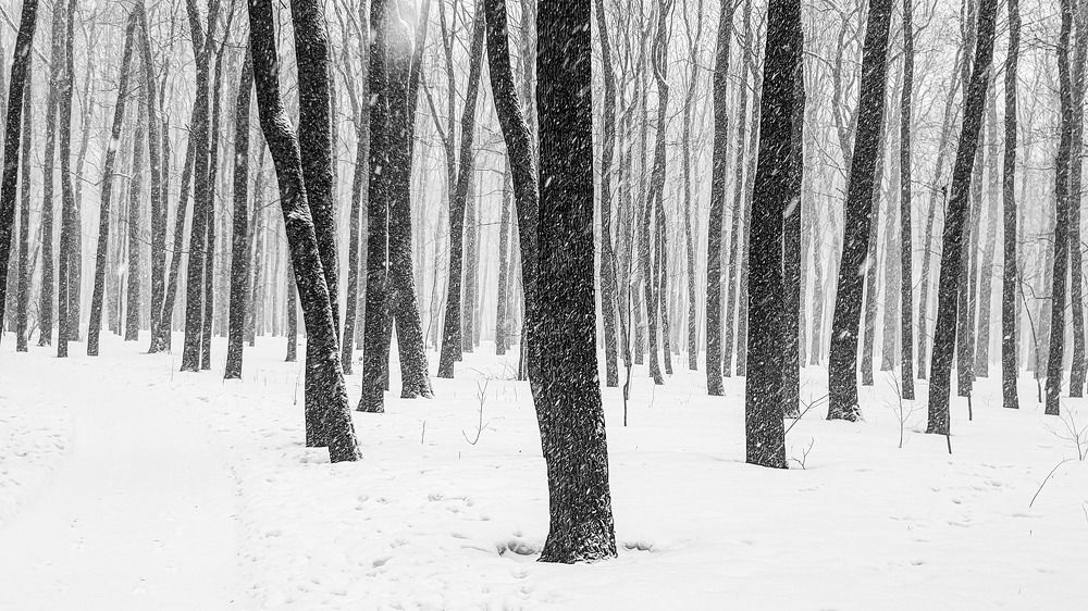 Photograph by Svetlana Zelyanina