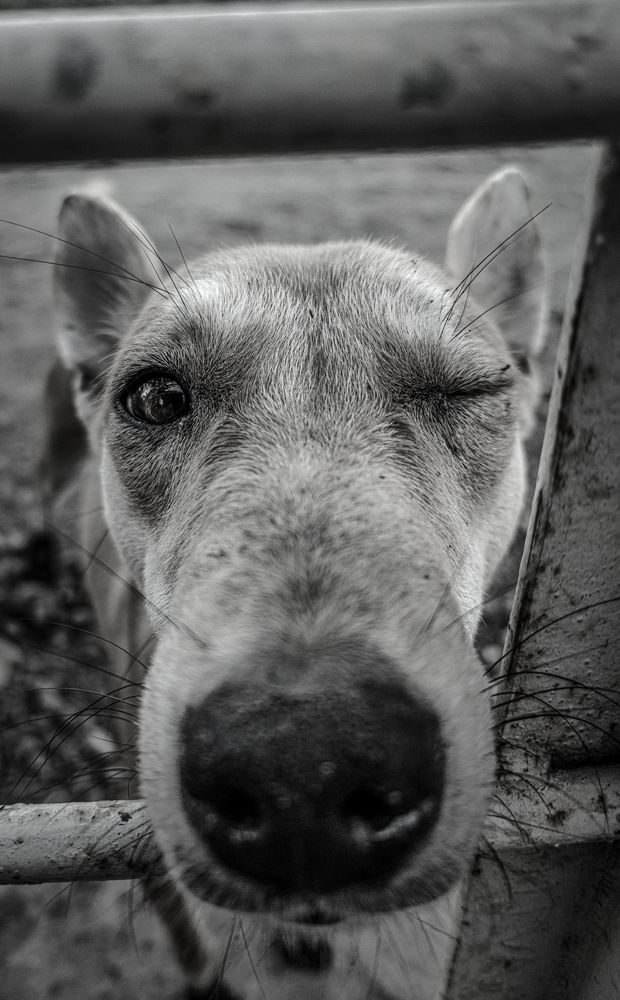 The Sweet friend