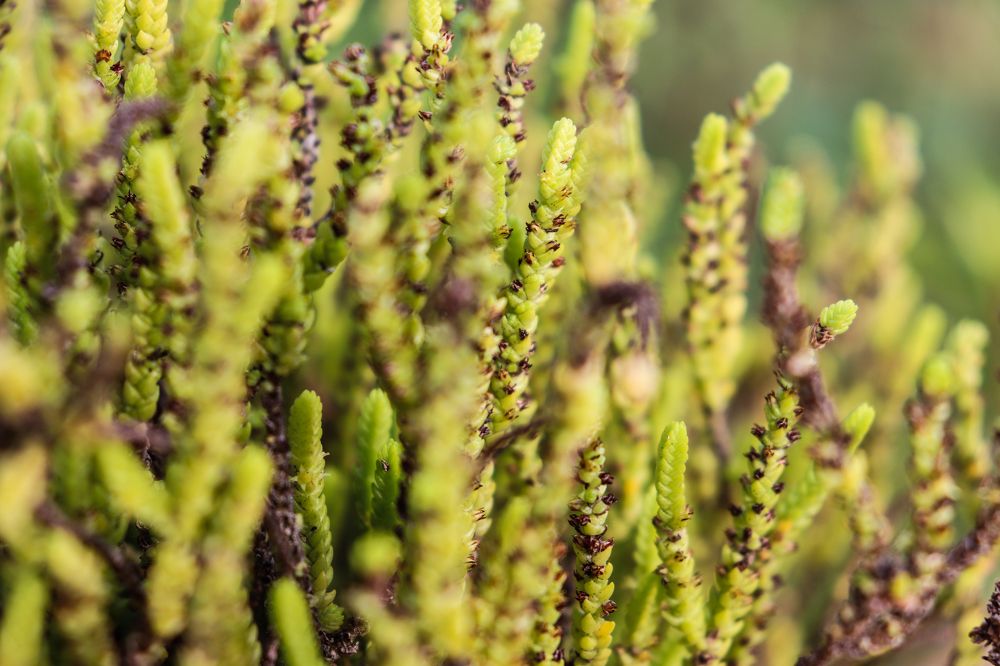 Photograph by Jessica Catarino