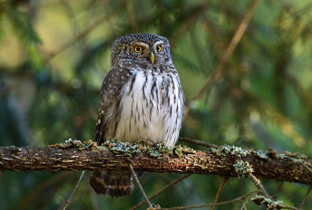 Сама серьезность