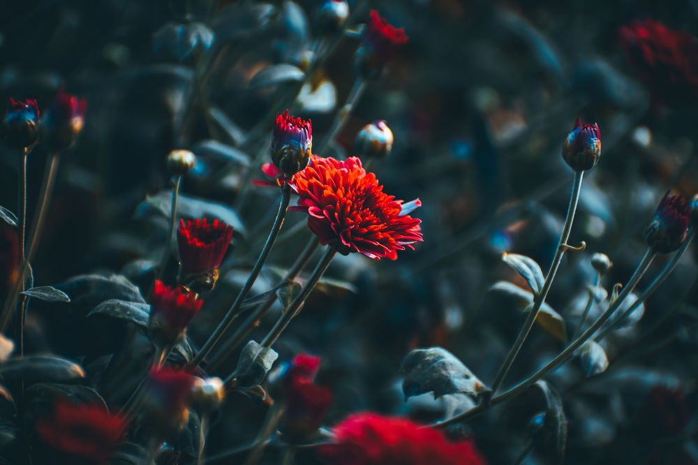 Фотография автора Karukola Puneeth