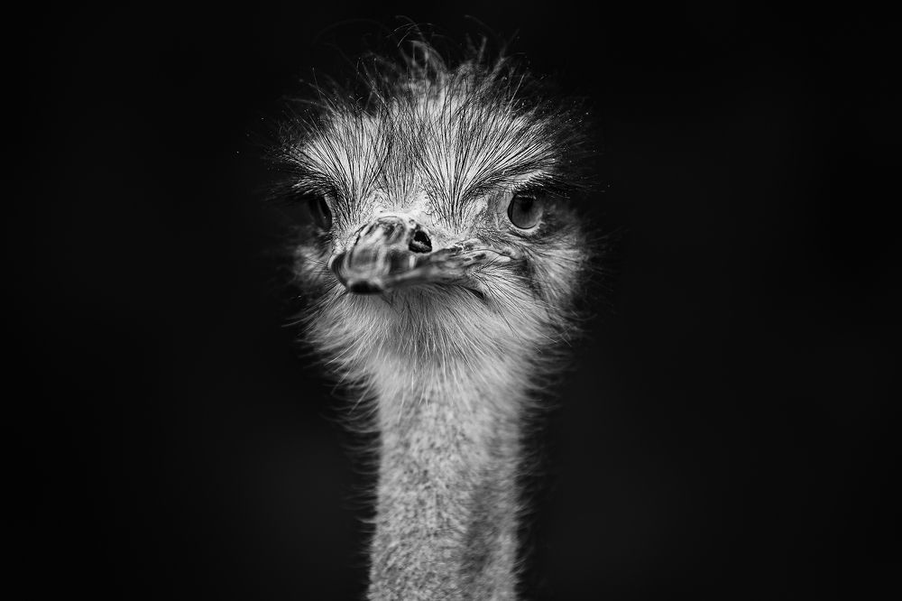 ostrich