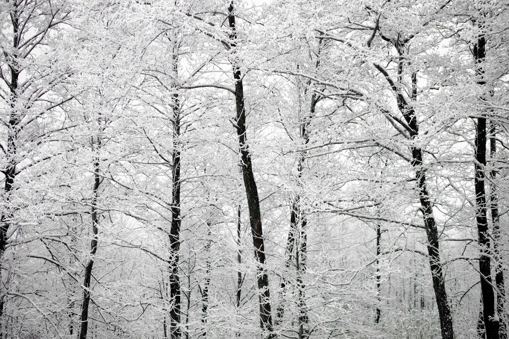 Trees under snow