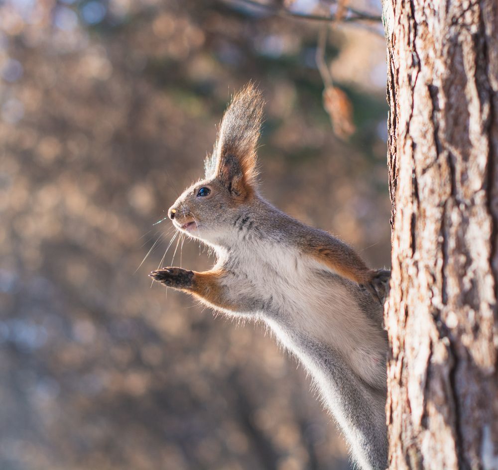 Жизнь белок