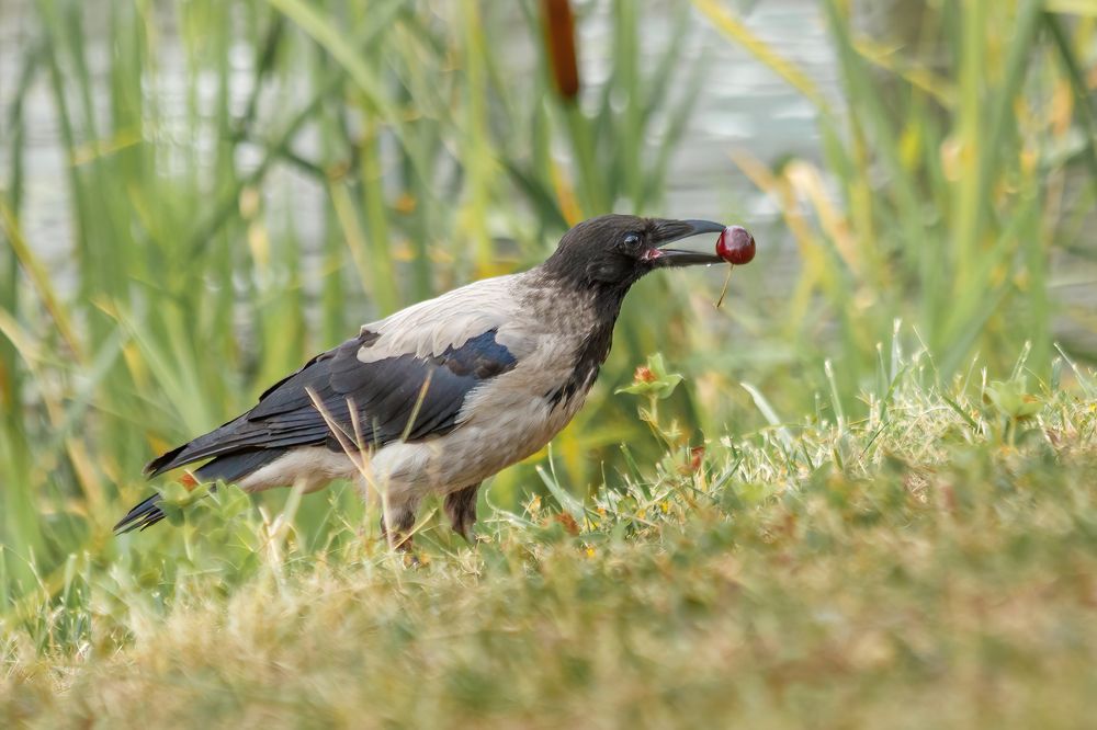 Ворона с вишенкой