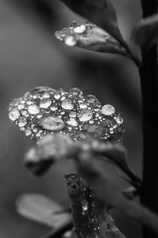 Photograph by Мария Тёмкина