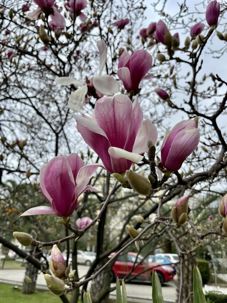 Магнолия в цвету