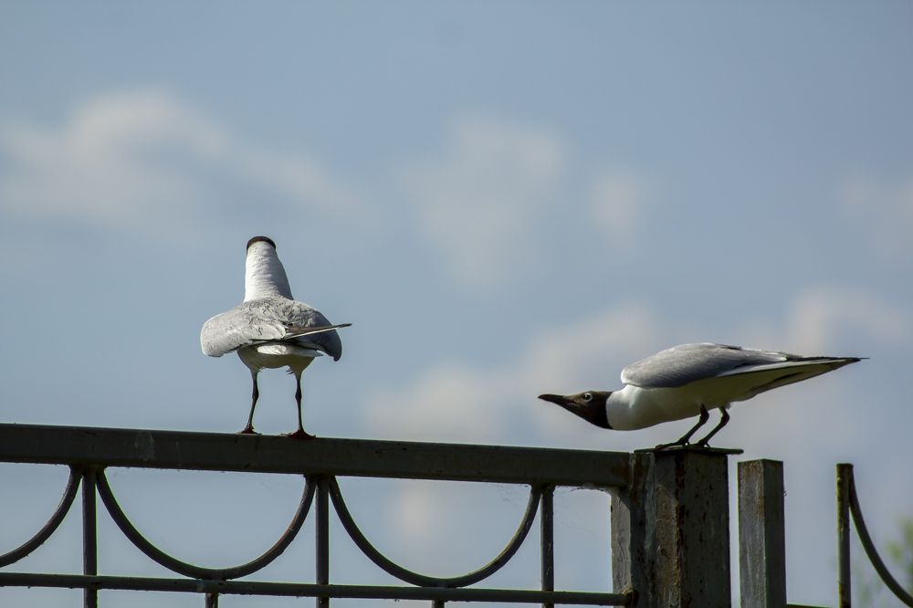 Photograph by Игорь Кутний