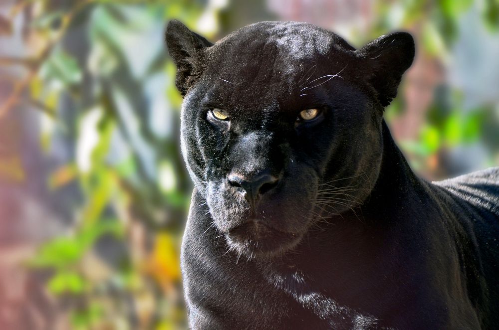 Фотография автора Антип