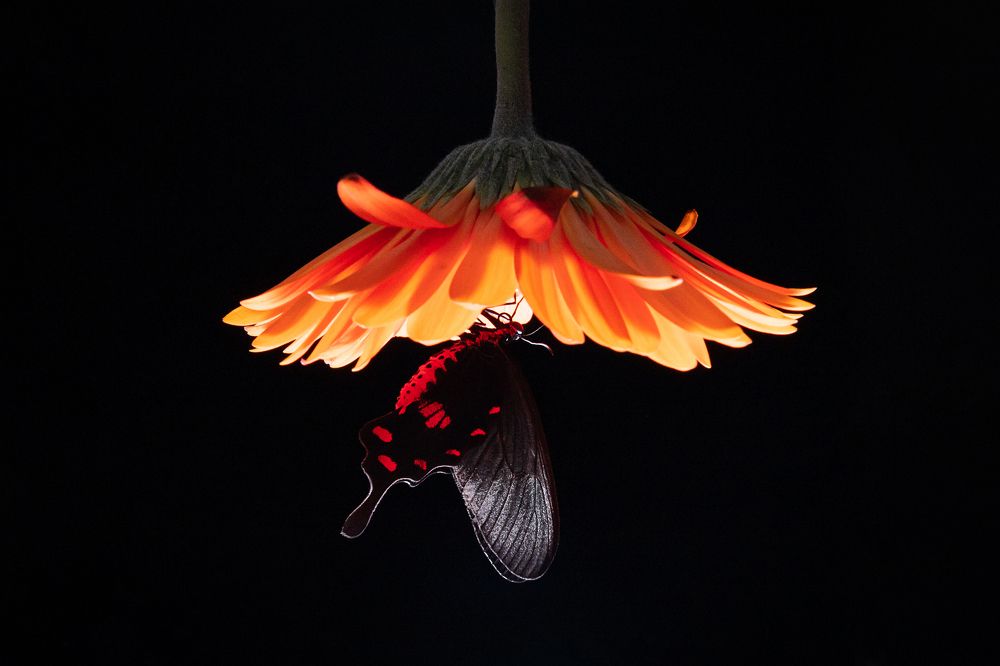 Photograph by Екатерина Каменцева