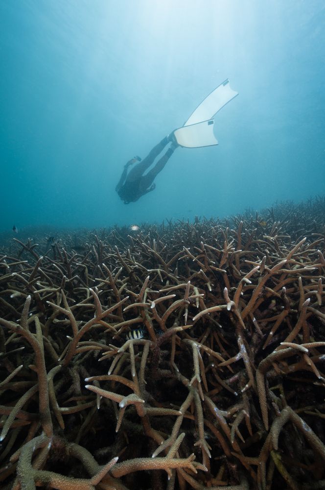 Exploring staghorn coral forest