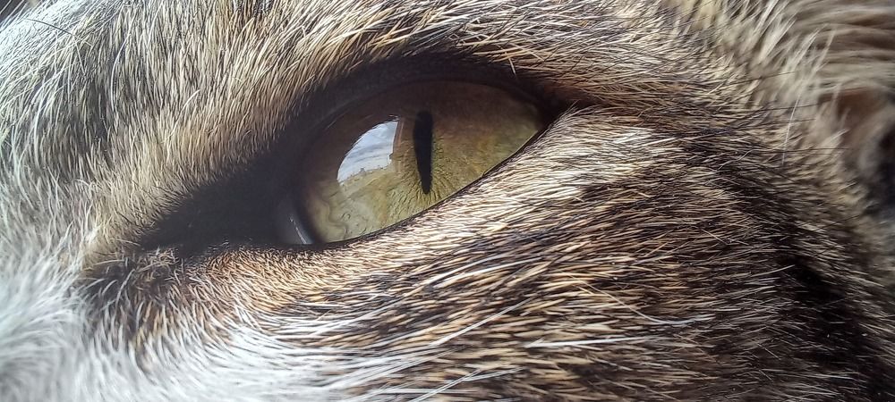 Photo #7387322