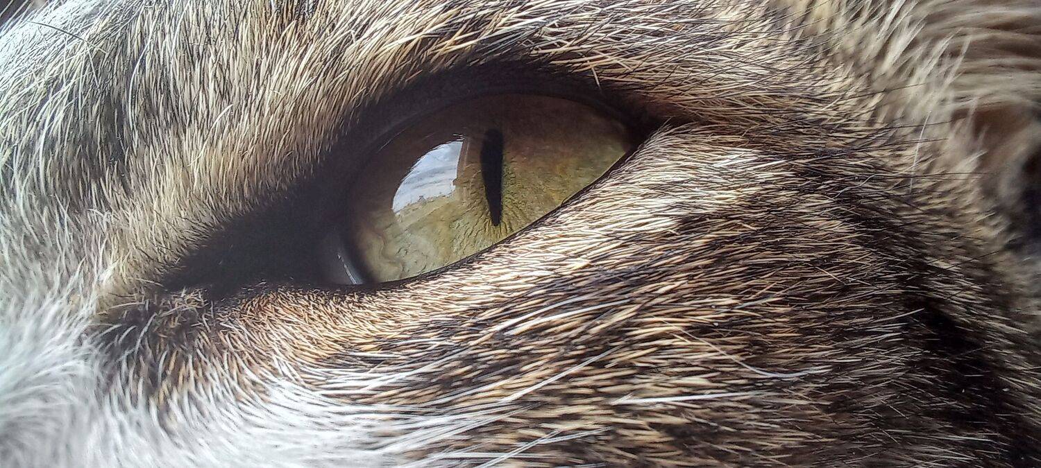 Photo #7387322
