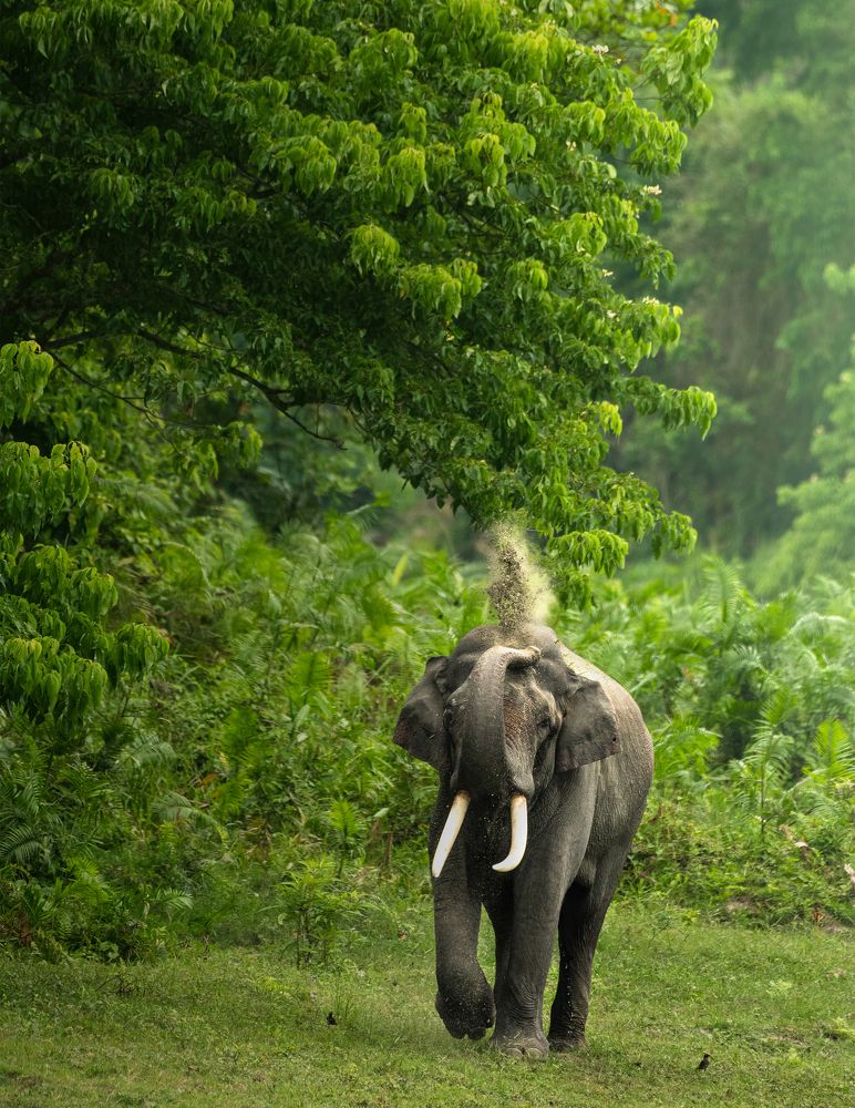 Photograph by Jayanta Guha