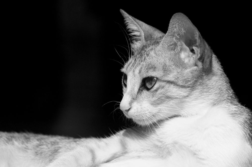 Photograph by Rijas Galleria