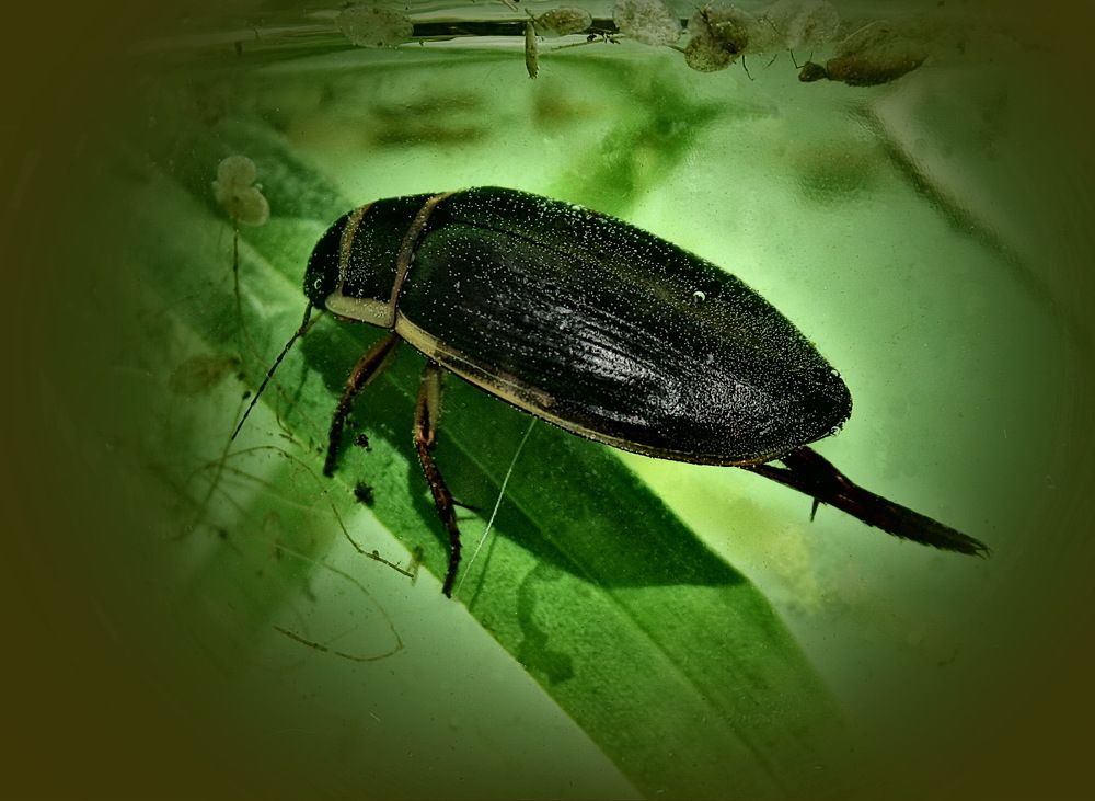 Жук плавунец.