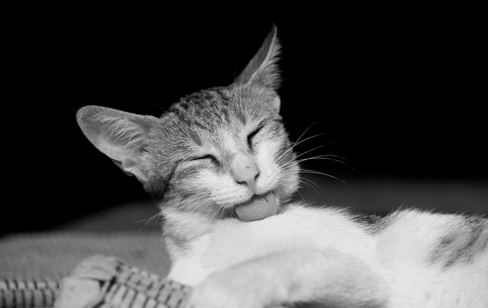 Photograph by Rijas Galleria