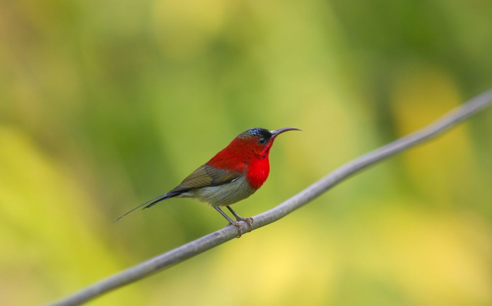 Photograph by Sibangshu besra