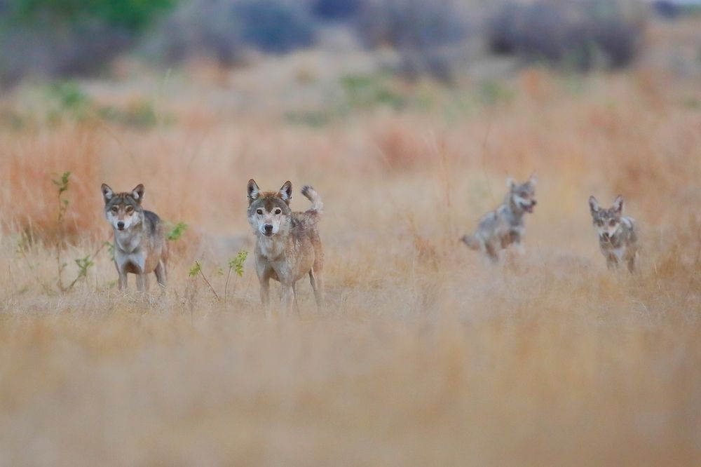 Photograph by Nitin Sonawane